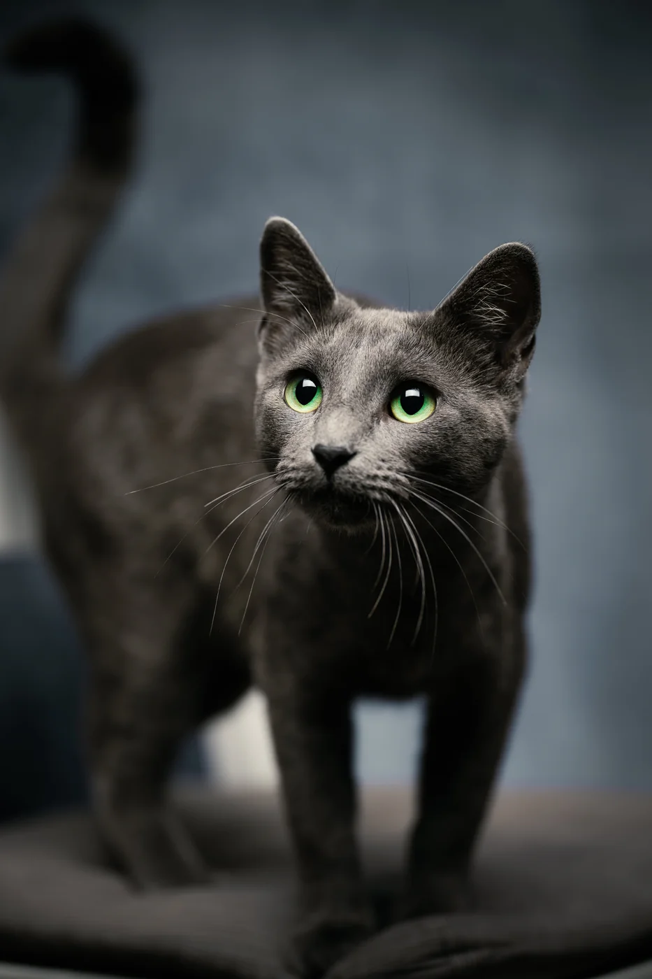 A grey cat with green eyes against a soft dark background